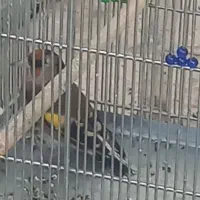 سیره اصل دورگ فیروزکوهی|پرنده|بروجرد, |دیوار