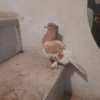 کله زرد ماده|پرنده|شیراز, کوشک میدان|دیوار