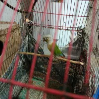 طوطی گرینجیک|پرنده|گرگان, |دیوار