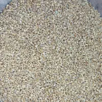 گندم|گل و گیاه طبیعی|ثلاث باباجانی, |دیوار