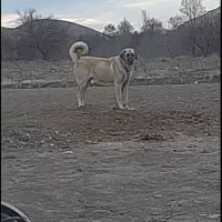 ماده عراقی ۳ساله|سگ|ابهر, |دیوار