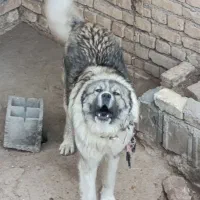 سگ گله و نگهبانی