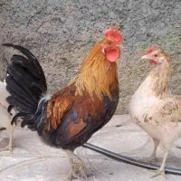 مرغ و خروس (گلین لری اصیل)