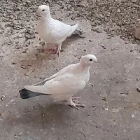 کفتر پشت آبی و دم سیاه