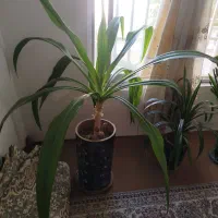 گُل گُل گُل|گل و گیاه طبیعی|کاشمر, |دیوار
