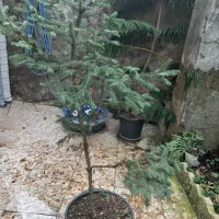 گلها|گل و گیاه طبیعی|املش, |دیوار