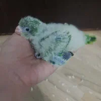 جوجه راهب سبز
