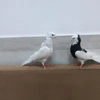 دوتاکبوترنرومادهخیلیخوبوقشگاست