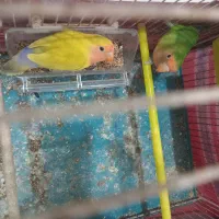طوطی برزیلی نر و ماده