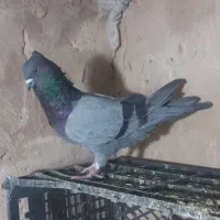 چند عدد کبوتر همه ب شرط پرش