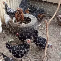 مرغ و جوجه زینتی