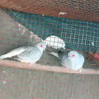 کبوتر چ ی ن ی