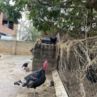 بوقلمون|حیوانات مزرعه|گمیشان, |دیوار