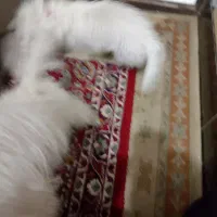 سگ شیتزو اری معاوضه میکنم|سگ|آزادشهر, |دیوار