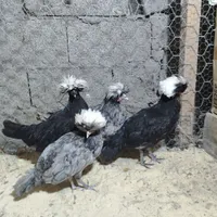 مرغ خروس لهستانی|حیوانات مزرعه|رشت, بلوار گیلان|دیوار