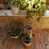 فروش گل طبیعی با گلدان سفالی