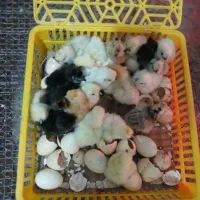 پیش فروش جوجه های یک روزه فول کیفیت