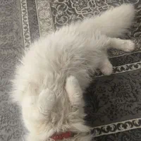 گربه پرشین نر