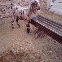 ۲ عدد بزغاله ماده جنس دار فروشی