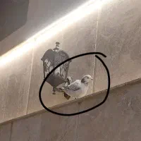 کفتر گم شده