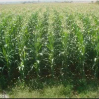 ذرت علوفه ای