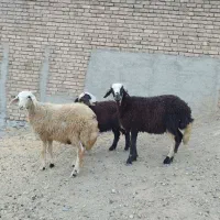 بره نر