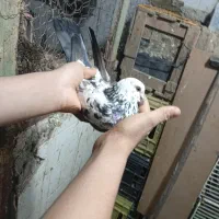 سه. عدد. کفتر|پرنده|چالوس, |دیوار