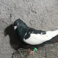 سینه سیاه نر|پرنده|مشهد, امیریه|دیوار