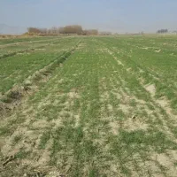 زمین