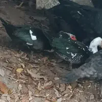 اردک اسرائیلی جفت تظمینی