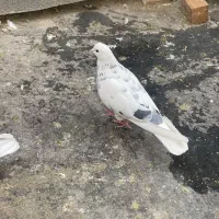 کفتر|پرنده|تهران, آهنگ|دیوار