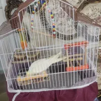 عروس هلندی|پرنده|رشت, نیروی دریایی|دیوار