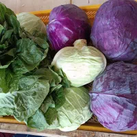 گل کلم وسایل ترشی میوه|خوردنی و آشامیدنی|رباط‌کریم, شترخوار|دیوار