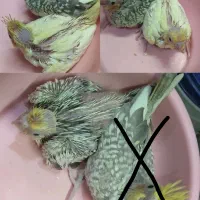 جوجه عروس هلندی سرلاکی