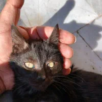 بچه گربه|گربه|گرگان, |دیوار