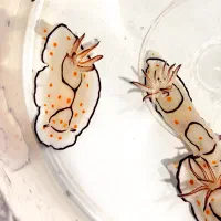 ماهی خرگوش Goniobranchus annulatus ابشور