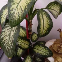 گل طبیعی دیفن باخیا|گل و گیاه طبیعی|خسروشاه, |دیوار