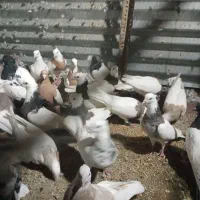 پرشی ملقی بالارو کوهک پلاکی همه نقاشی تضمین