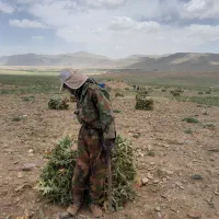 فروش کاه کنگر درجه یک