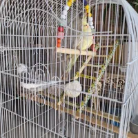 جفت عروس هلندی سخنگو و رقاص|پرنده|اصفهان, جلالیه|دیوار