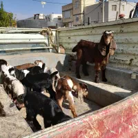 بزغاله های کوچک|حیوانات مزرعه|کوهدشت, |دیوار