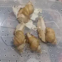 حلزون آلبینو آچاتینا