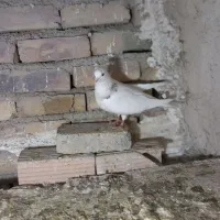 کفتر|پرنده|مشکیندشت, |دیوار