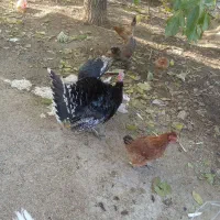 فروش 5عدد مرغ تخم گذار.یک عدد خروس.سه عدد بغلمون