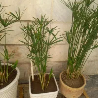 مرداب ۵تا پر سرحال درحال پاجوش معاوضه شهرری