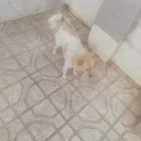 پاکوتاه اشپیتز|سگ|نیشابور, ۲۲ بهمن|دیوار