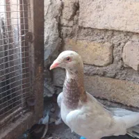 9عدد کفتر جنگنده اتوم|پرنده|تاکستان, |دیوار