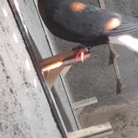 یک ماده دم سفید، ۲تا جوجه سده|پرنده|اسفراین, |دیوار