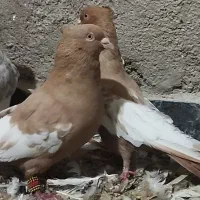 سه تا بهبهانی کلکسیونی|پرنده|فیروزآباد (فارس), |دیوار