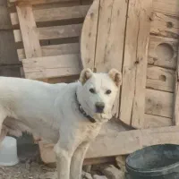 واگذاری سگ|سگ|نجفآباد, حومه نجف آباد|دیوار